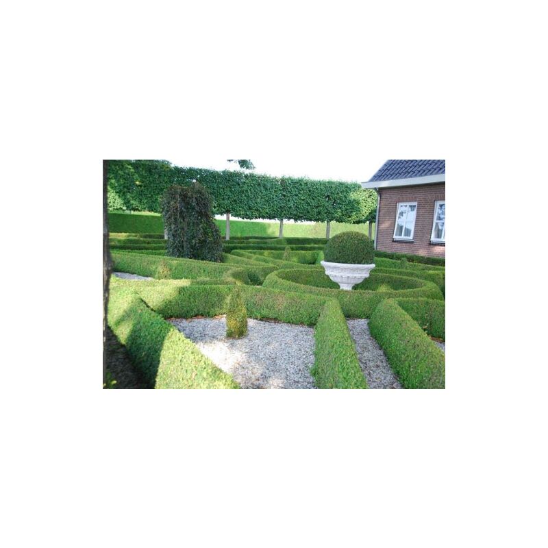 5 x BUXUS FAULKNER PIANTINE DA SIEPE PIANTA PER SIEPE DI BUXUS FAULKNER ARREDO