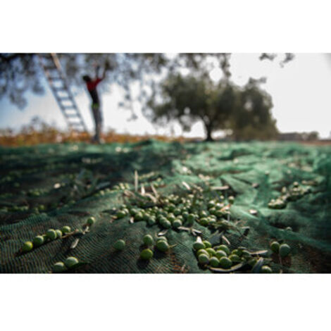 C RETE P/OLIVE ANTISPINA 32G 4 X250M CALABRIA- 1,0 rotoli