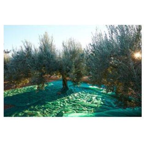 C RETE P/OLIVE ANTISPINA 80G C/SPACCO  6X 6M