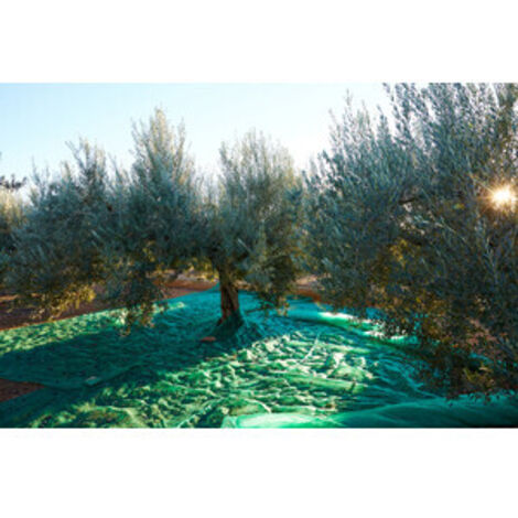 C RETE P/OLIVE ANTISPINA 80G C/SPACCO  8X 8M- 1,0 pz