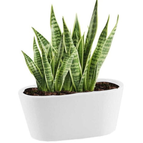 Cache-pot en céramique blanc 17 cm Piano