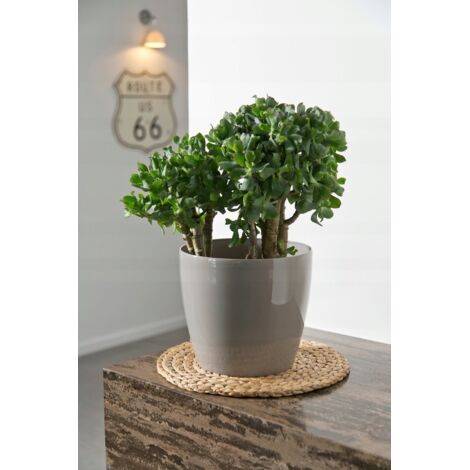 Cache-pot Magnolia argenté 15,5 cm