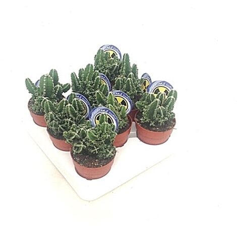 Cactus Cereus pack 8 Unidades. Maceta de 8 cm