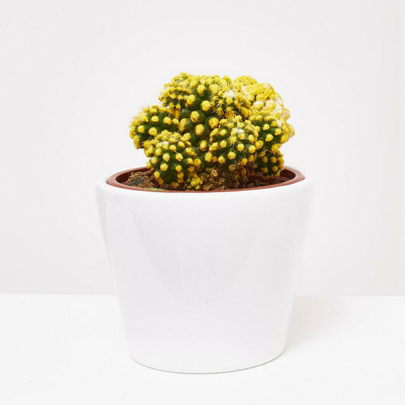 

Verdecora - CACTUS COLORES MACETA 9CM