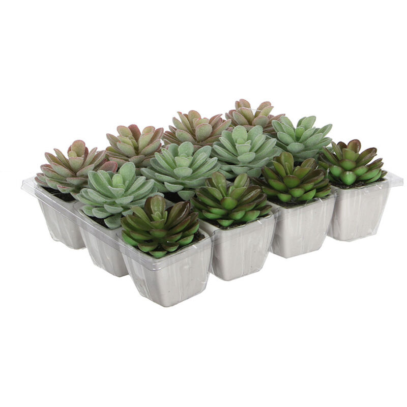 EDM - Cactus dans pot plusieurs modèles 8.5cm