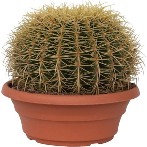 Cactus de Noël - Echinocactus grusonii - Hauteur 25-35cm - ⌀25cm