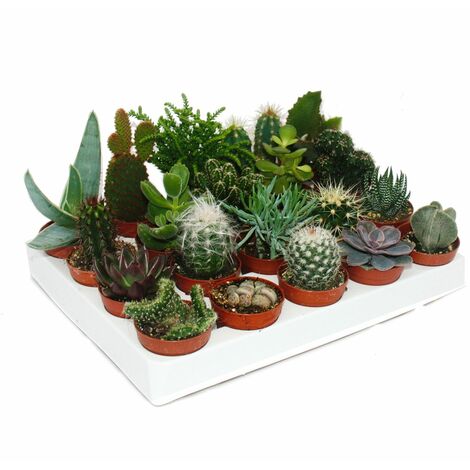 Cactus et succulentes - Starter Set XXL - 20 plantes différentes dans un pot de 5,5 cm