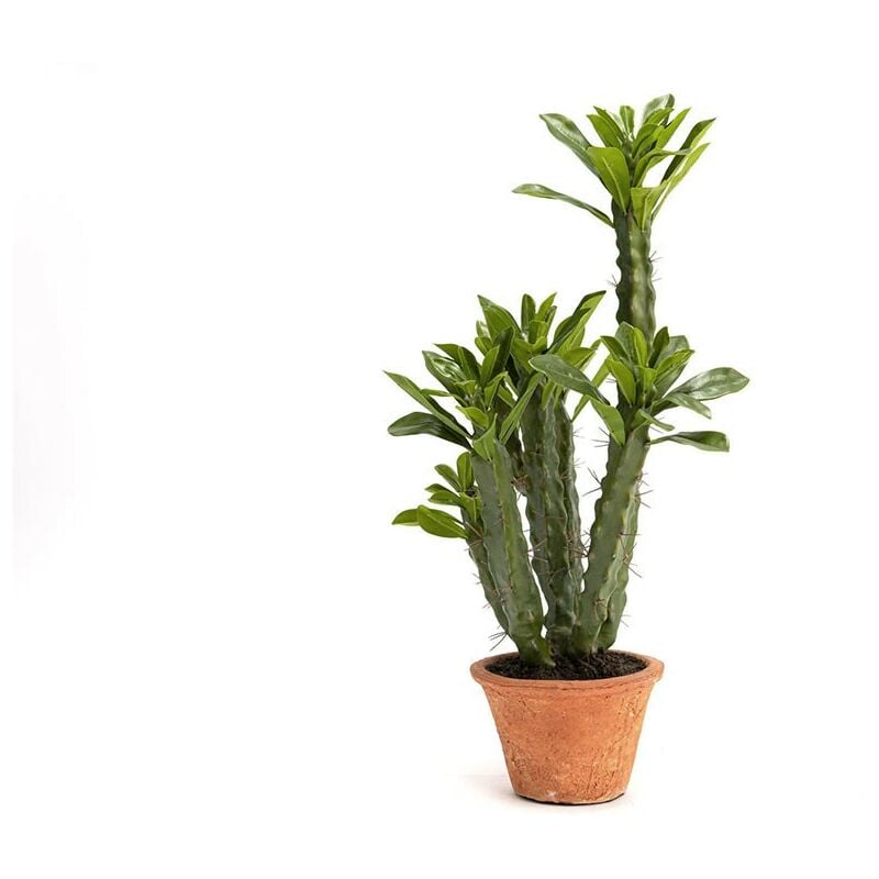 Lou De Castellane - Cactus Euphorbia H57 Vert
