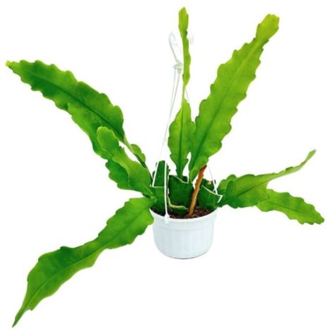 Cactus Orchidea Epiphyllum H 35