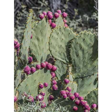 Cactus raquette Pot de 4L/5L