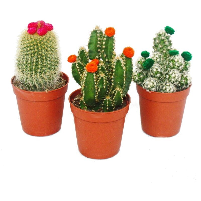 Cactus set - 3 plantes différentes dans un pot de 5,5 cm avec des fleurs de paille colorées