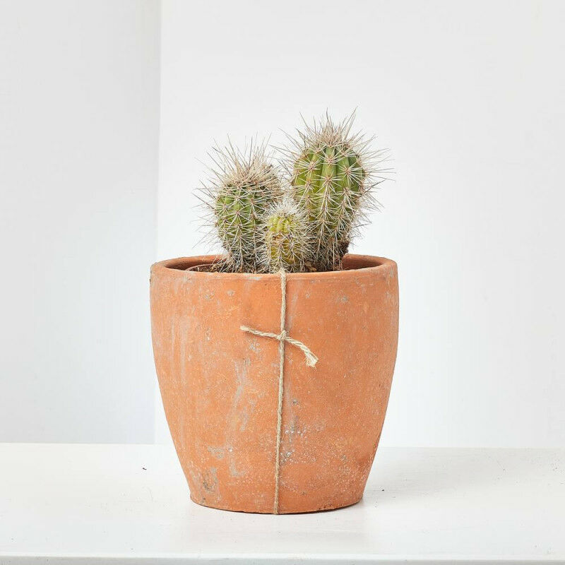 

CACTUS - SURTIDO VARIADO - Maceta 13cm