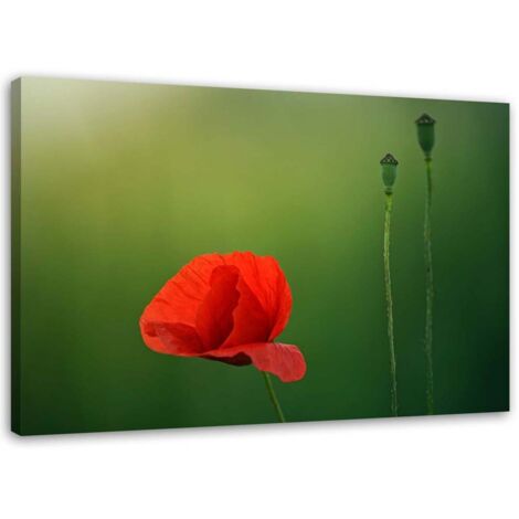Cadre déco Coquelicot rouge Nature 60x40