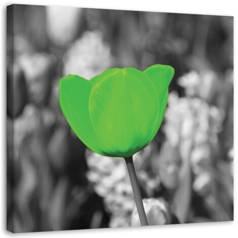Cadre déco Fleur de tulipe 50x50