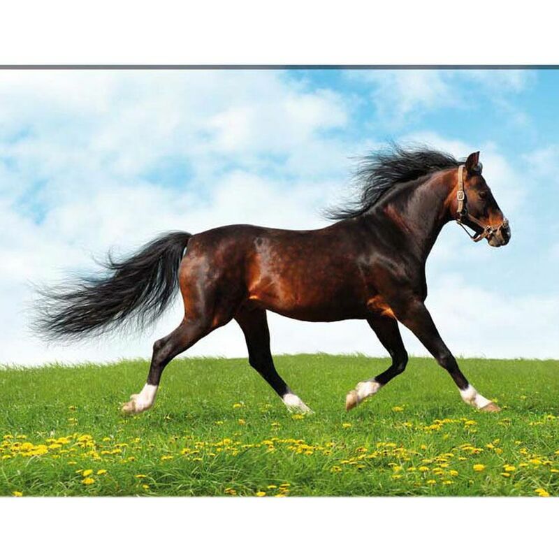 Sud Trading - Cadre en toile cheval - pissenlit