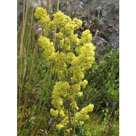 Caille lait-jaune Godet de 8/9 cm