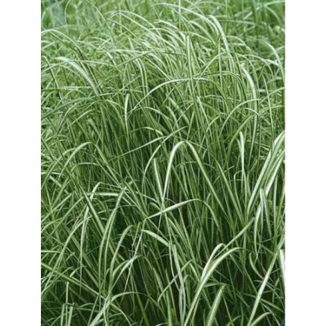 Calamagrostide 'Avalanche' Godet de 8/9 cm