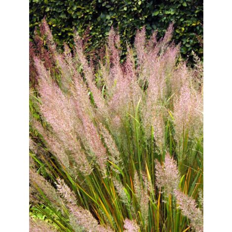Calamagrostide brachytrica Pot de 3L/4L