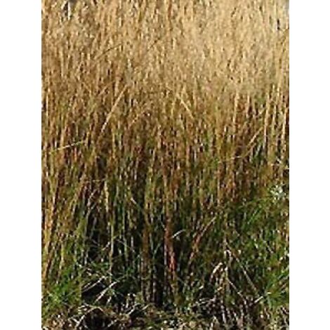 Calamagrostide 'Waldenbuch' Godet de 8/9 cm