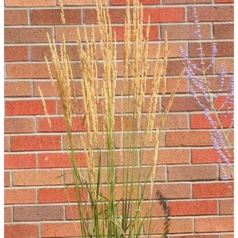 Calamagrostis acutiflora Avalanche | Pot de 3L - 20/40 cm