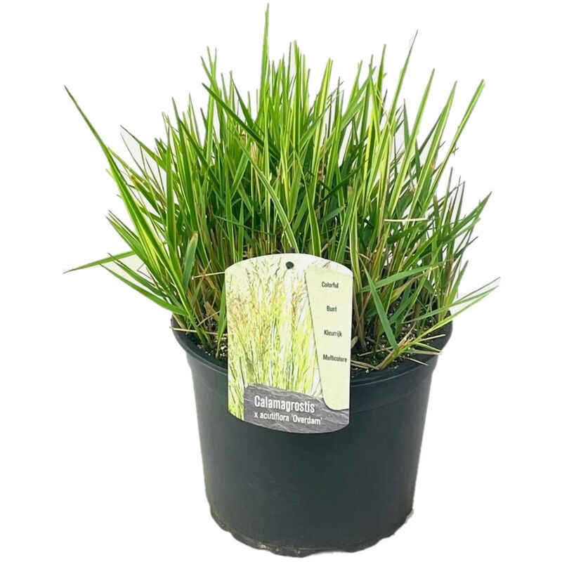 Plant In A Box - Calamagrostis herbe - Calamagratis Overdam - Pot 23cm - Hauteur 20-30cm - Vert