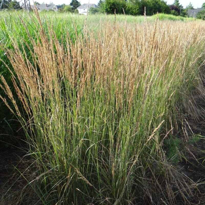 Calamagrostis acutiflora Overdam/Lot de 3 godets