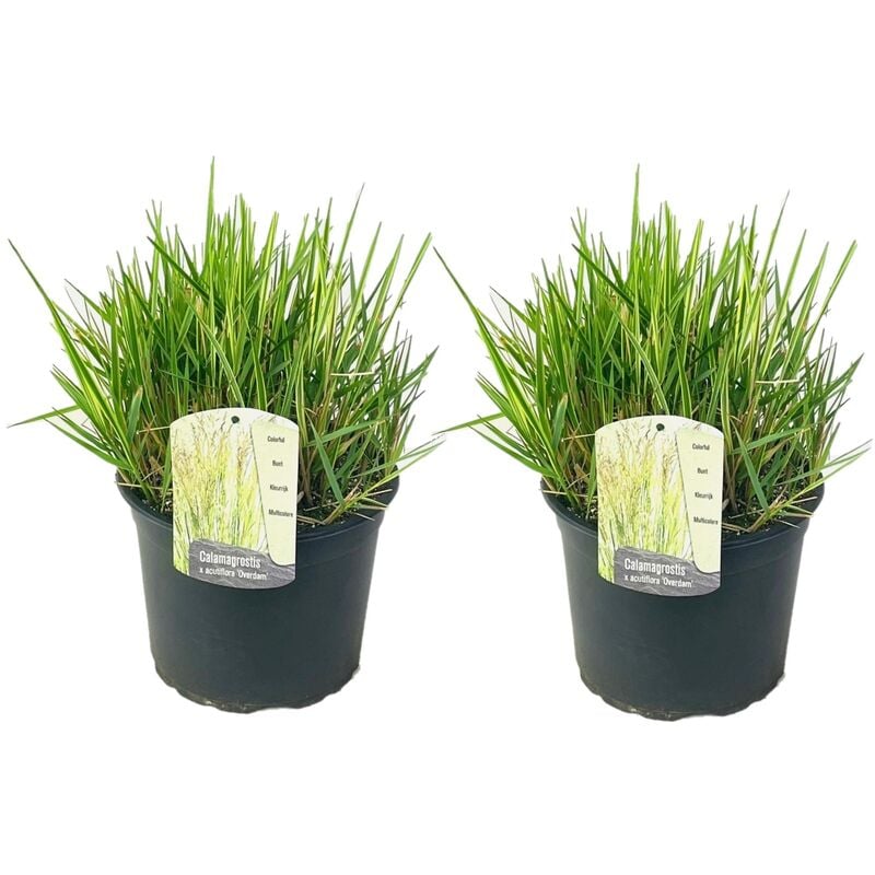 Plant In A Box - Calamagrostis Overdam herbe ornementale - Set de 2 - Pot 23cm - Hauteur 20-30cm - Vert