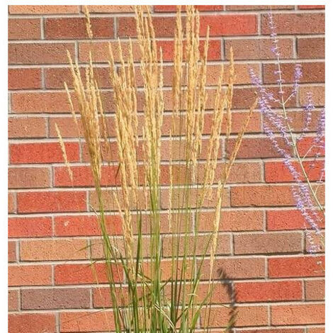 Calamagrostis Avalanche/Pot de 3L - 20/40 cm