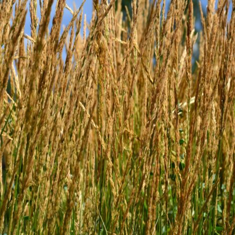Calamagrostis Karl Foerster' - Calamagrostis acutiflora Karl Foerster' pot 7,5L