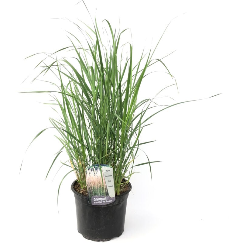 Plant In A Box - Calamagrostis Karl Foerster - Herbe ornemental - ⌀23 cm - Hauteur 40-60 cm