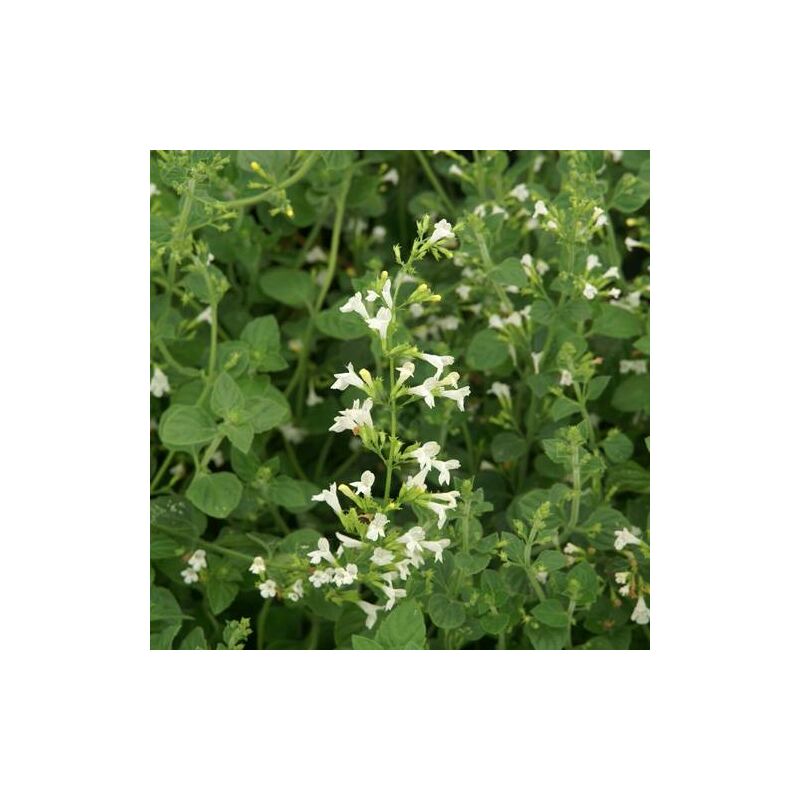 Calament sylvestre Menthe | Conditionnement: Lot de 5 godets