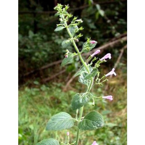 Calamintha sylvatica 'Menthe' Godet de 8/9 cm