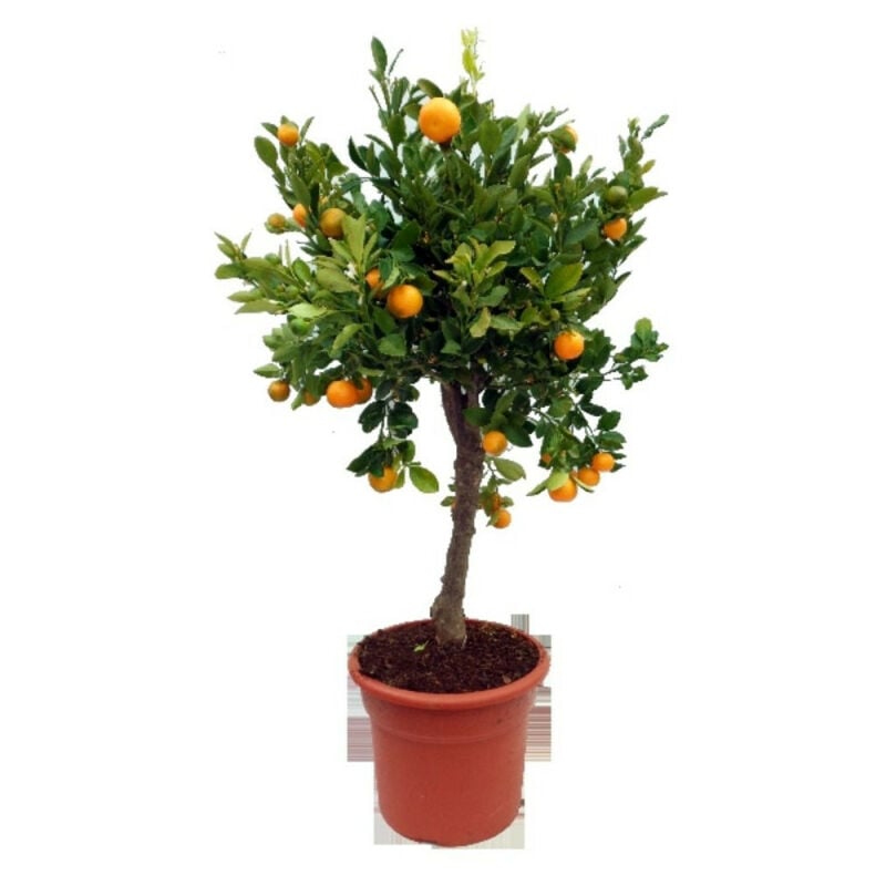 

Calamondino Copa En Maceta 5 Litros