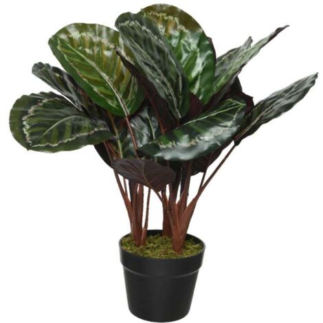 CALATEA IN VASO 60X60X47 CM