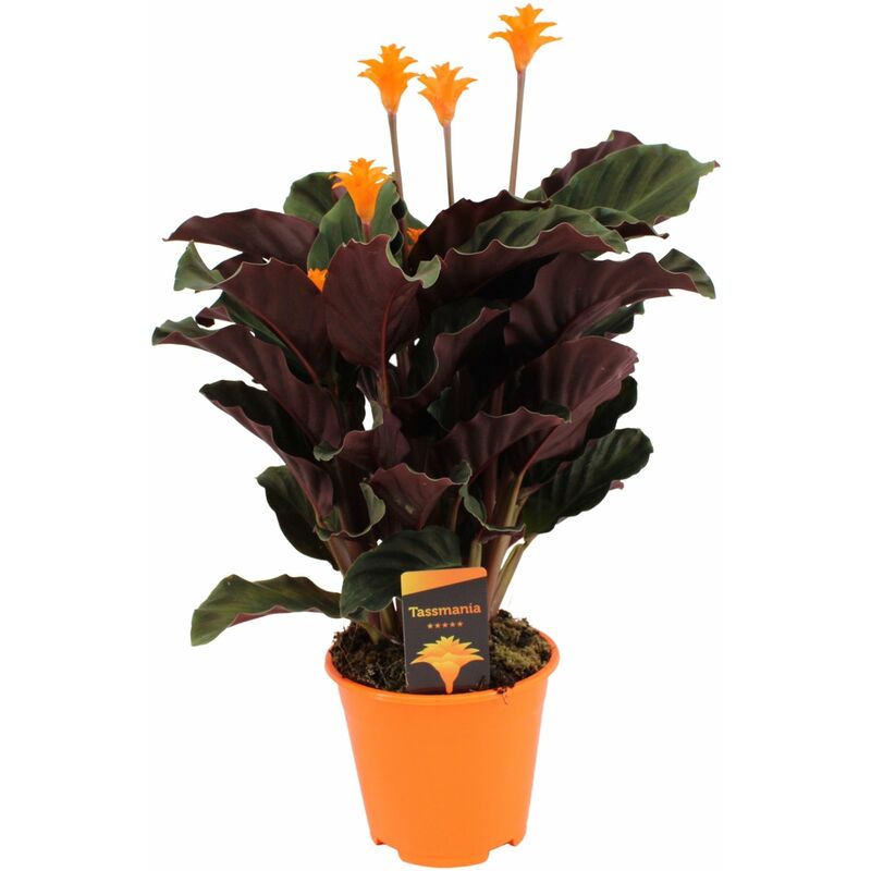 Plant In A Box - Calathea Crocata - Purificateur d'air - Pot 14cm - Hauteur 40-50cm - Orange