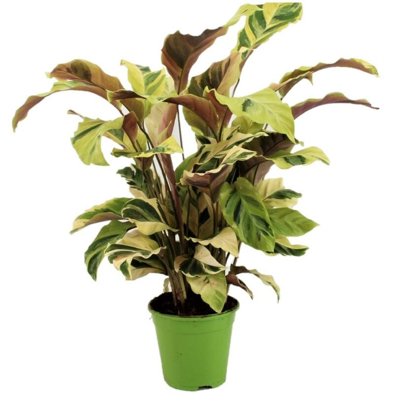Plant In A Box - Calathea 'Jaune fusion' - Purificateur d'air - Pot 14cm - Hauteur 30-40cm - Vert