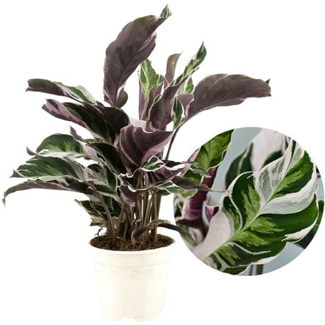 exotenherz - Mini plante - Alocasia - Racine de flèche - Idéal