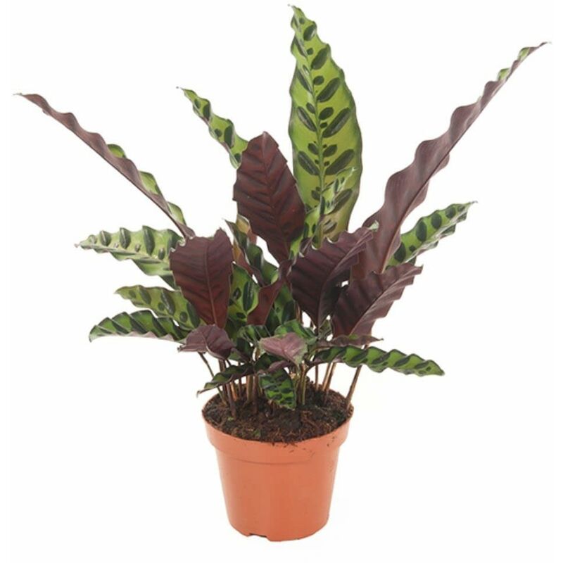 Plant In A Box - Calathea Insignis - Marantaceae - Pot 12cm - Hauteur 30-40cm - Vert