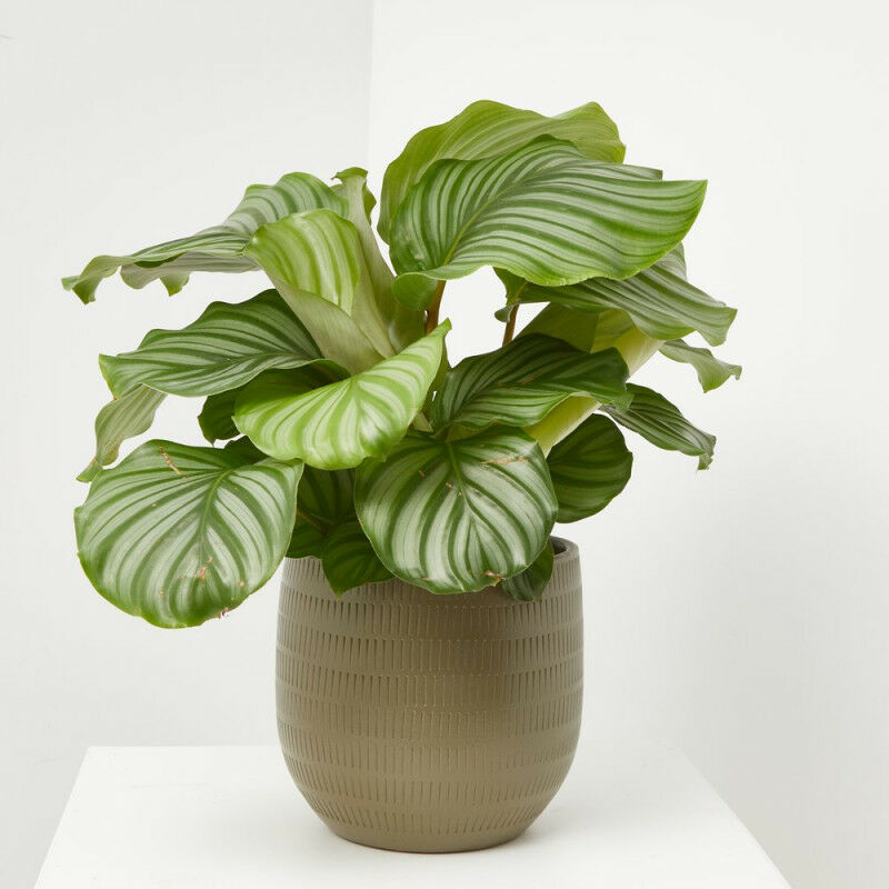 

Calathea Maceta 3 Litros