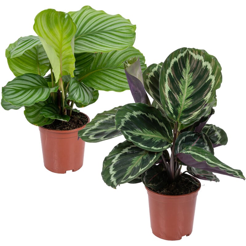 Bloomique - Calathea 'Médaillon' & 'Orbifolia' - purificatrices d'air et pot de pépinière ⌀14 cm - ↕40-45 cm - Green