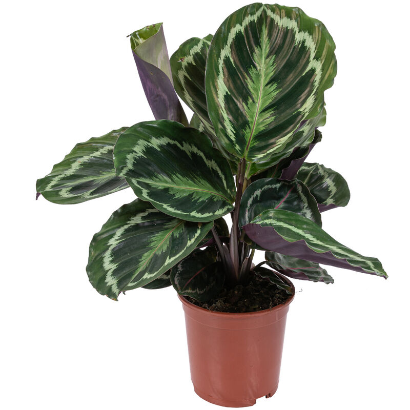 Bloomique - Calathea 'Medaillon' - Plante Paon - Plante d'intérieur - Purificateur d'air - ⌀14 cm - ↕40-45 cm - Various colors