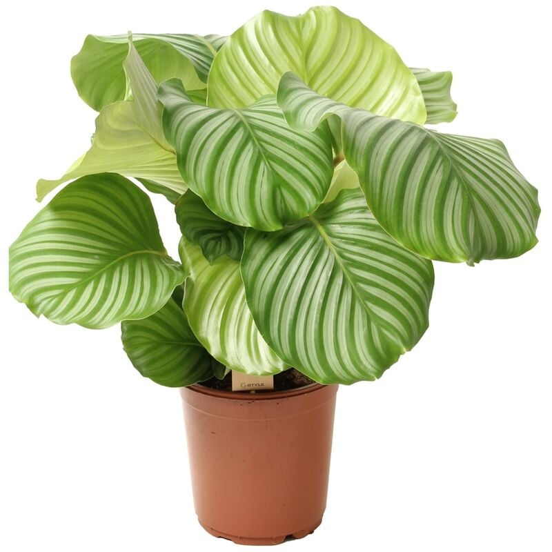 Plant In A Box - Calathea Orbifolia - Plante paon - Pot 21cm - Hauteur 55-60cm - Vert