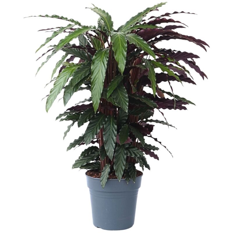 Plant In A Box - Calathée - Calathea 'Wavestar' - Hauteur 90cm - ⌀27cm