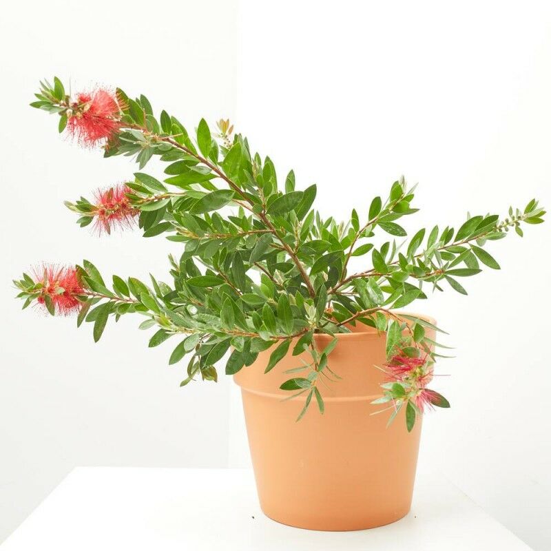 

CALLISTEMON - Maceta 3 litros