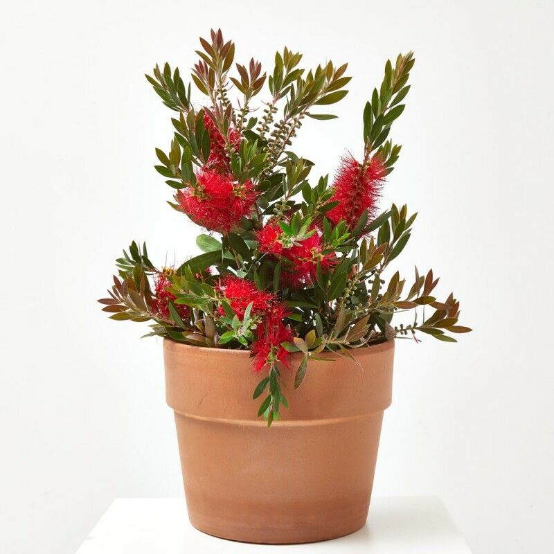 

CALLISTEMON - Maceta 5 litros