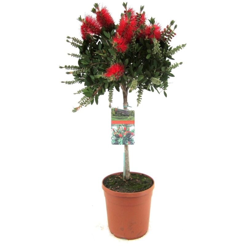 Plant In A Box - Callistemon citrinus - plante d'abat-jour - Pot 21cm - Hauteur 90-110cm - Rouge