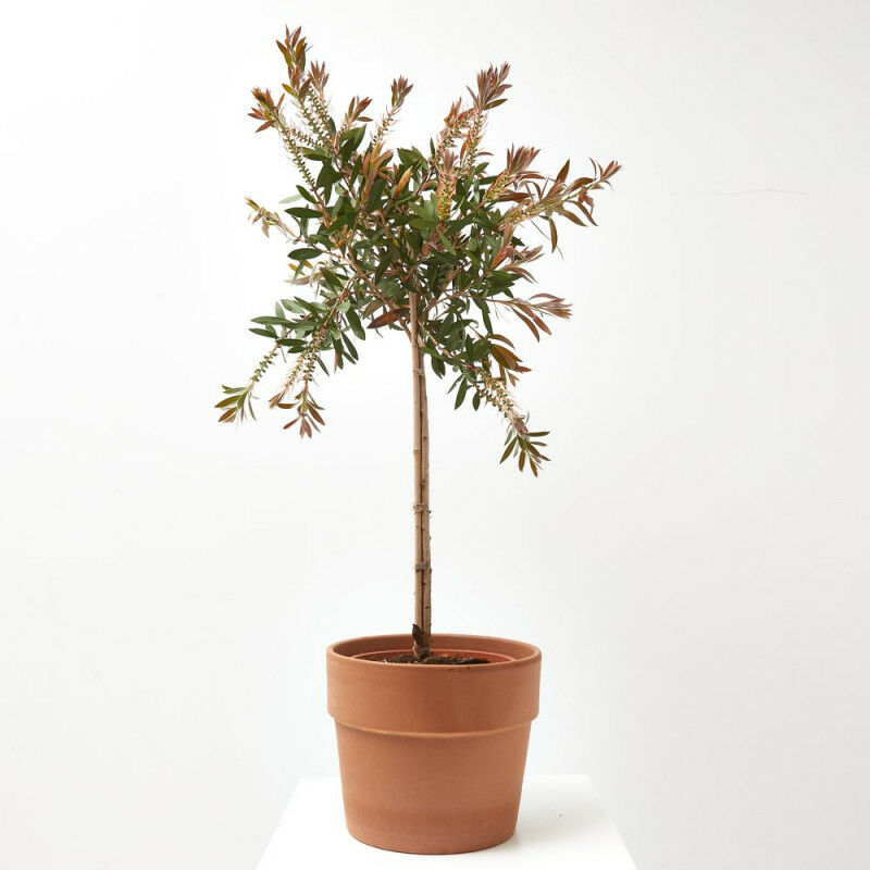 

Callistemon Copa Maceta 5 Litros