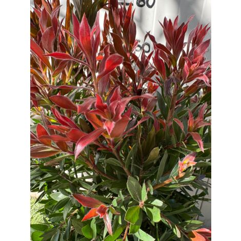 Callistemon red rocket foto reali h 60cm vaso 24cm foto reali