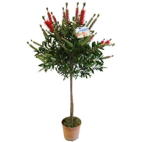 Callistemone "Callistemon leavis" pianta ad alberello in vaso  24 cm h. 2 metri e oltre