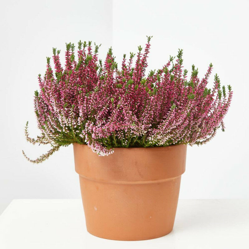 

CALLUNA - Maceta 3 litros